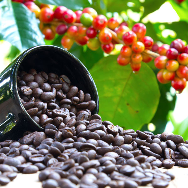 Coffee-history-02